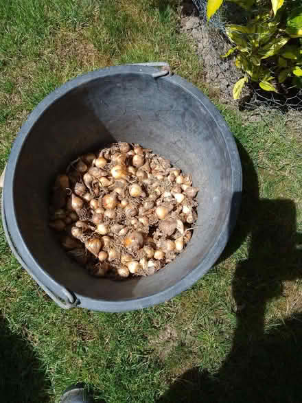 Photo of free Miniature Daffodil Bulbs (Southgate RH10) #1