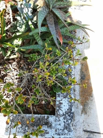 Photo of free Gardenia & Aloe Plants (US19 & Nursery Road) #1