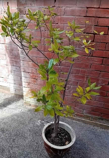 Photo of free Bay Tree in Pot (Parkstone BH12) #1