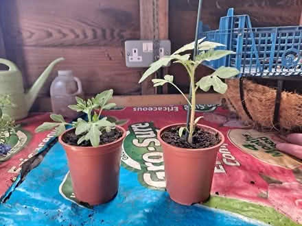 Photo of free Tomato plants (Fareham creek 8 PO16) #1