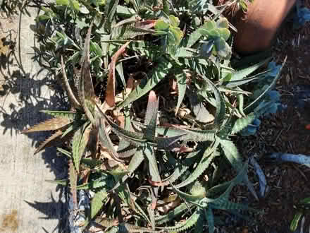 Photo of free Gardenia & Aloe Plants (US19 & Nursery Road) #2