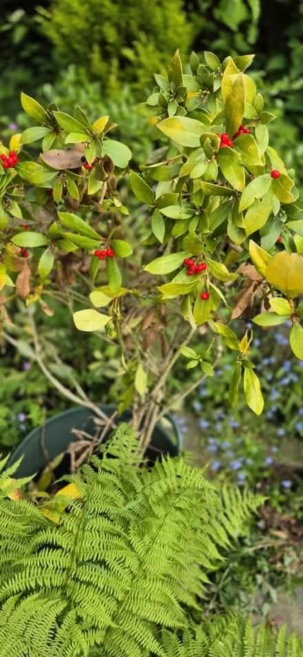 Photo of free Skimmia bush [I think] (Macclesfield SK10) #1