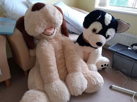 Photo of free Large fluffy dog (Haydock WA11) #1