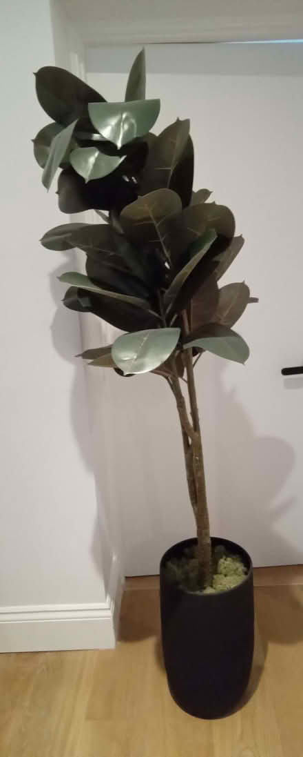 Photo of free Faux Rubber Pot Plant (Tivoli GL51) #1