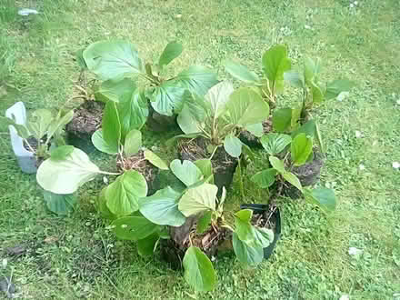 Photo of free Elephants Ears - Colocasia plants (Derby DE23) #1