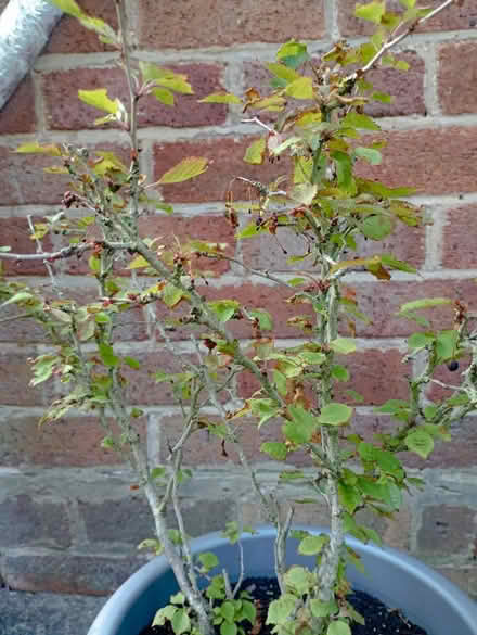 Photo of free Four Prunus Kojo no Mai plants (Preston PR2) #1