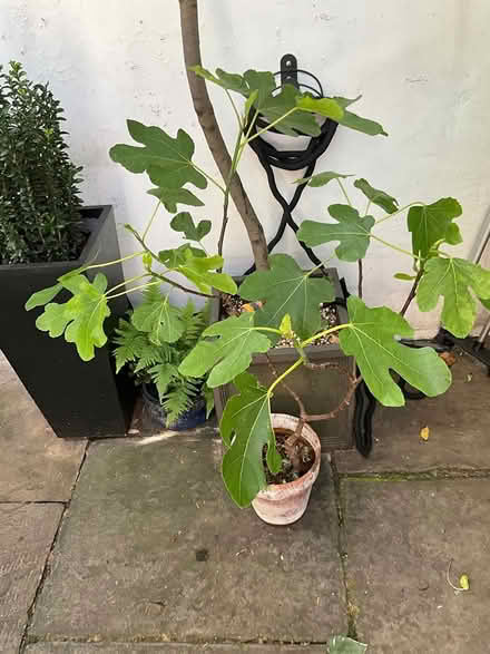 Photo of free Brown turkey fig plant in pot (SW10 Off Redcliffe Gdns) #1