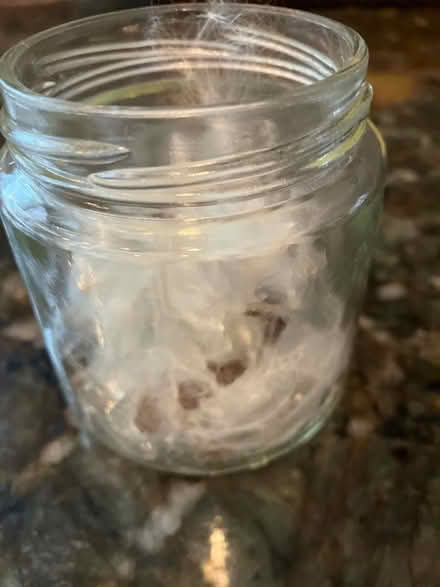 Photo of free Native milkweed seeds (Havertown) #1