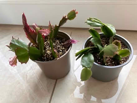Photo of free Two small Xmas cactus (Strawberry Hill TW2) #1