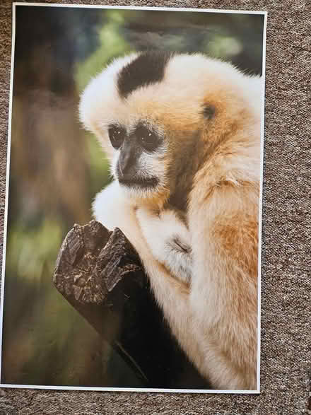 Photo of free Poster of gibbon (Baldock) #1