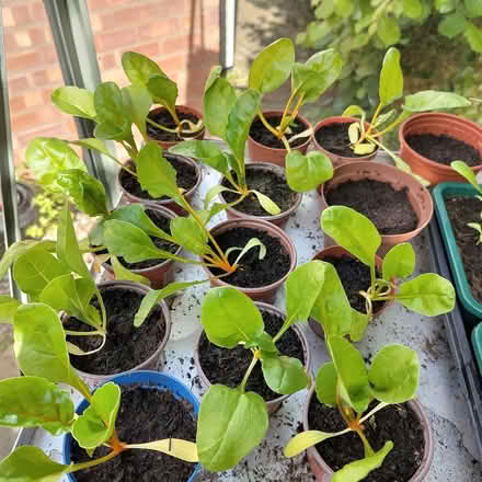 Photo of free Chard plants (Barnard's Green WR14) #1