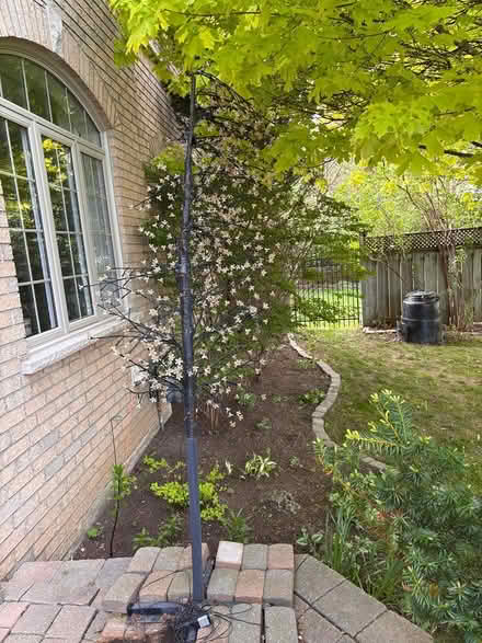 Photo of free Electric outdoor tree lights (Mulock & Yonge St) #1