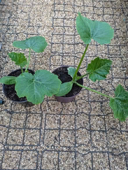 Photo of free 2 courgette plants (Moorfields BA2) #1