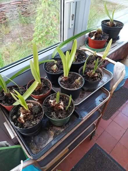 Photo of free Amyrilis plants (Heighington, LN4) #1