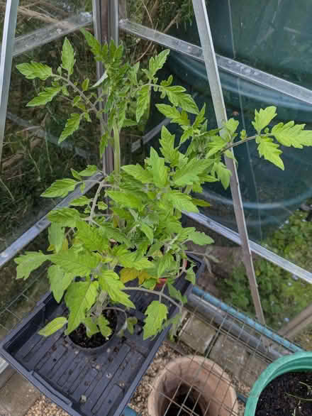 Photo of free Tomato Plants (Moorfields BA2) #1