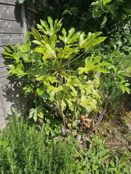 Photo of free Garden plant (Totton SO40) #2
