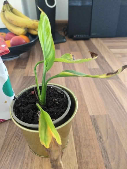 Photo of free Peace lilly (with some burnt leaves) (Buckstone EH10) #1
