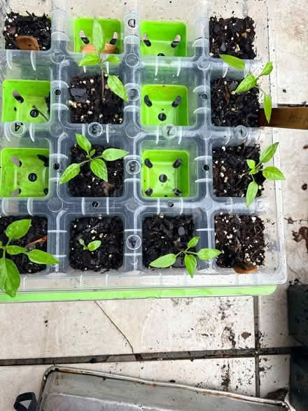 Photo of free Multiple Seedlings (Hyattsville, MD) #3