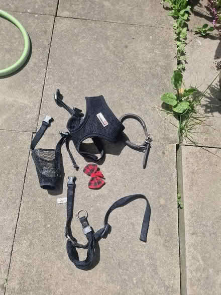 Photo of free Small dog items (Wigmore HR6) #1