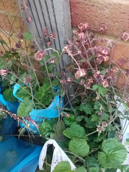 Photo of free Pond plant/ marginal Water Avens/ Geum Rivale (Heskin Green PR7) #1