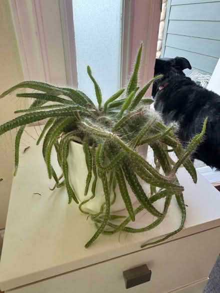 Photo of free Mouse tail Cactus (Lafayette) #1