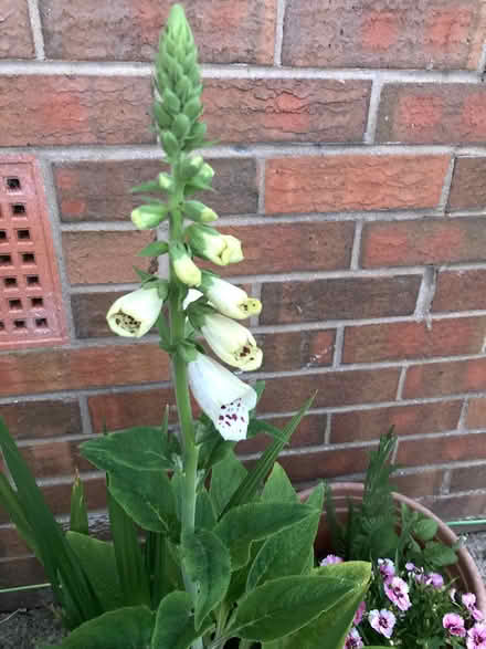 Photo of free Foxglove plant (Ifton Heath SY11) #1
