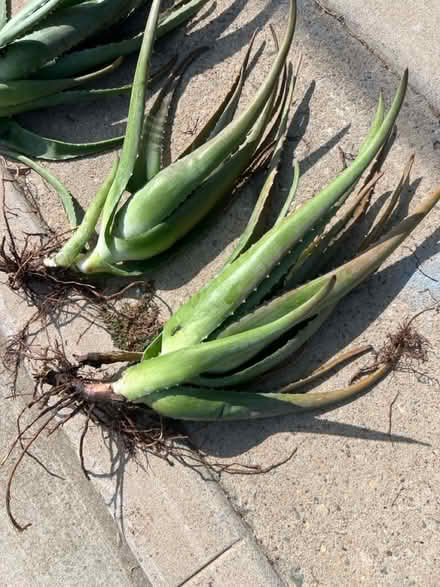 Photo of free CURB ALERT - lots of aloe plants (Hawthorne) #2