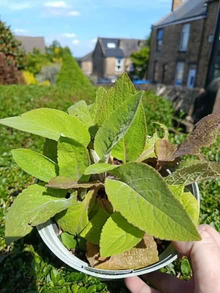 Photo of free Small foxglove plants (Walkley, S6) #1
