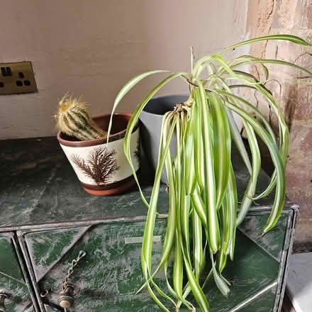 Photo of free Plants (LS26 rothwell) #1