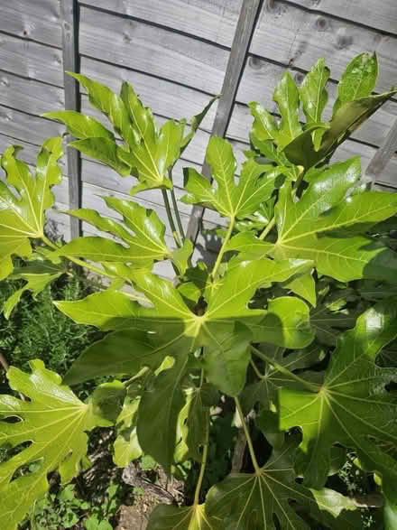 Photo of free Garden plant (Totton SO40) #1