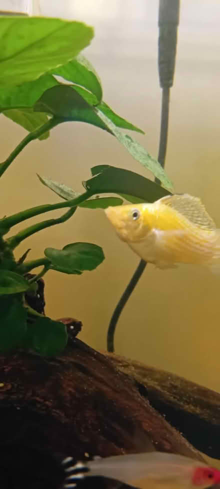 Photo of free Sailfin mollie (Bognor Regis PO21) #2