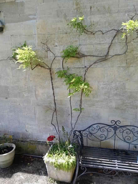 Photo of free Wisteria (Selsley GL5) #1