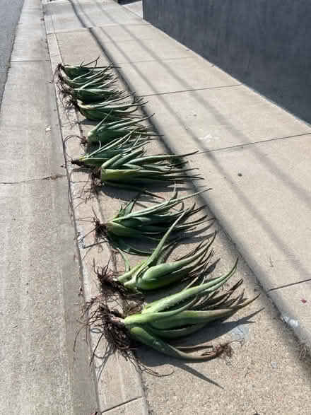 Photo of free CURB ALERT - lots of aloe plants (Hawthorne) #3