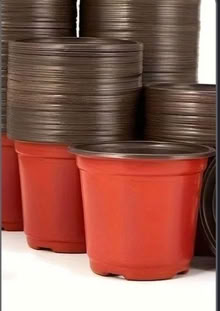 Photo of 5” pots (Walkley S10) #2