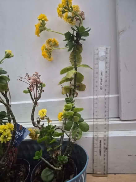 Photo of free Mini plants (Harlesden NW10) #1