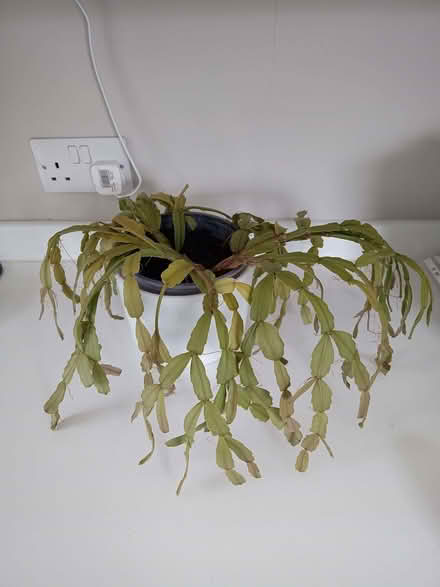 Photo of free Christmas cactus plant - red flowers (Netherfield, Kendal LA9) #1