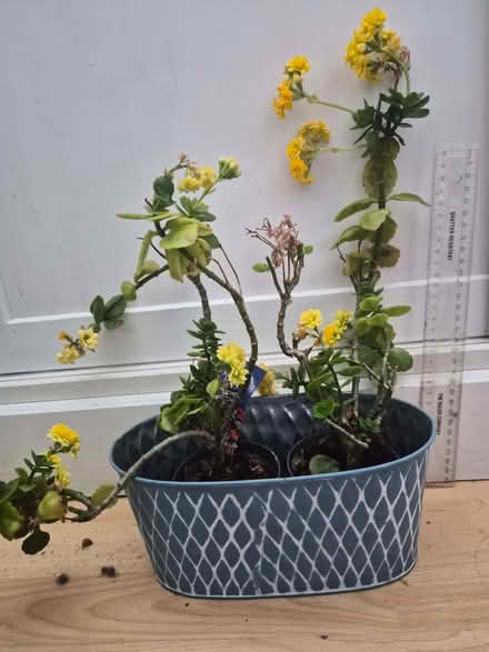 Photo of free Mini plants (Harlesden NW10) #2
