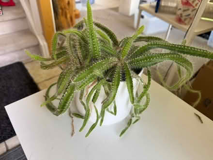 Photo of free Mouse tail Cactus (Lafayette) #2