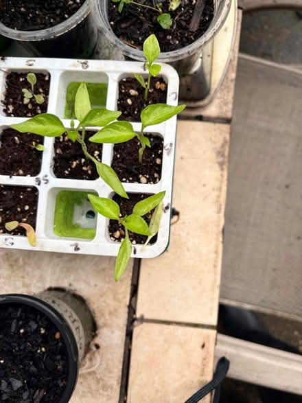 Photo of free Multiple Seedlings (Hyattsville, MD) #2