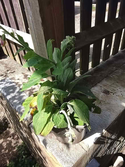 Photo of free Foxgloves (Landport BN7) #1