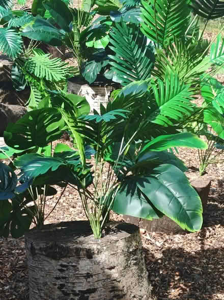 Photo of Plants/ seedlings (Al100ud) #1