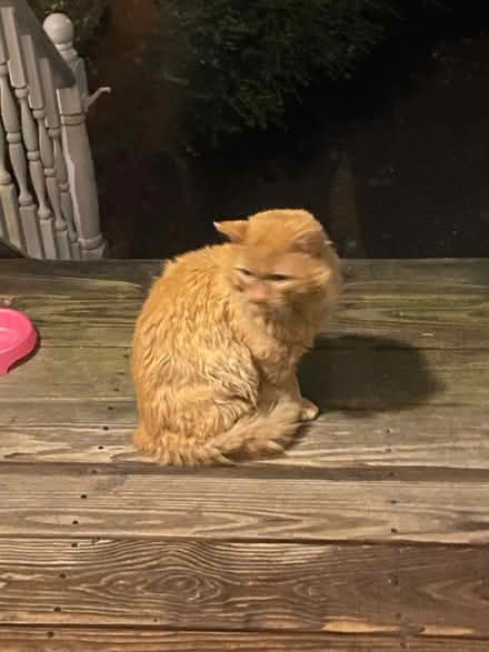 Photo of Large cat carrier to catch stray (Glen Burnie) #1