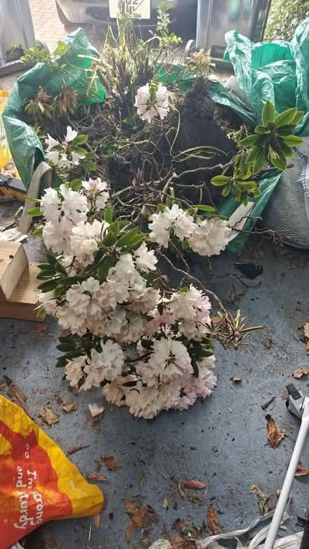 Photo of free Rhododendron (NE11) #1