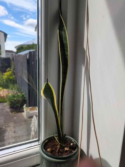 Photo of free Single snake plant (Buckstone EH10) #1