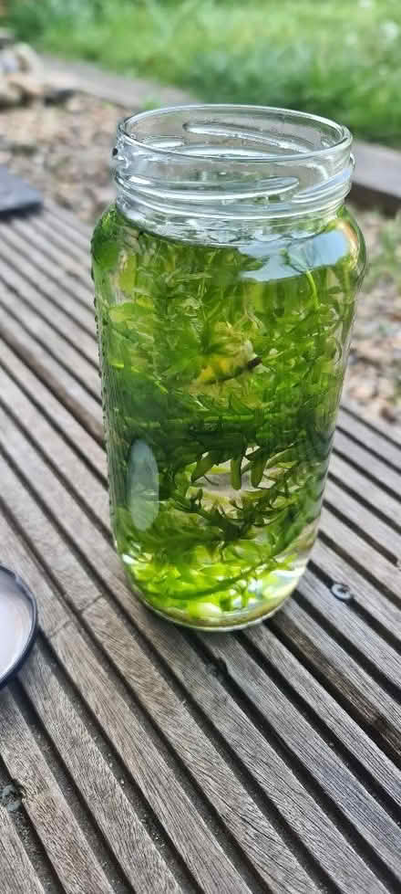 Photo of free Fresh water aquarium plants (Lakenham NR1) #1