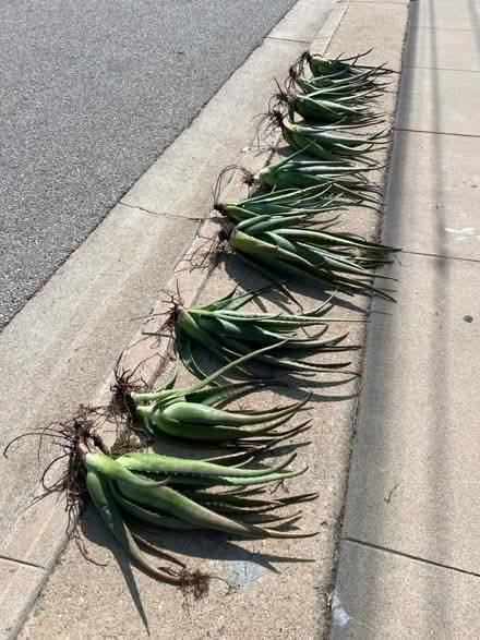Photo of free CURB ALERT - lots of aloe plants (Hawthorne) #1
