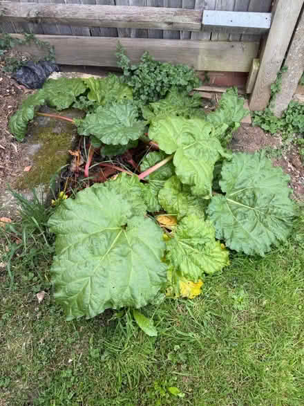 Photo of free Massive Rhubarb Plant (Camrose Avenue, HA8) #1
