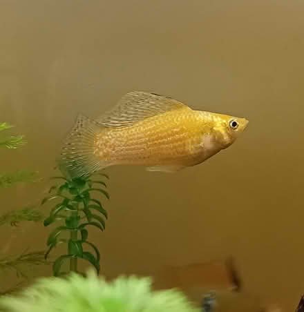 Photo of free Sailfin mollie (Bognor Regis PO21) #1