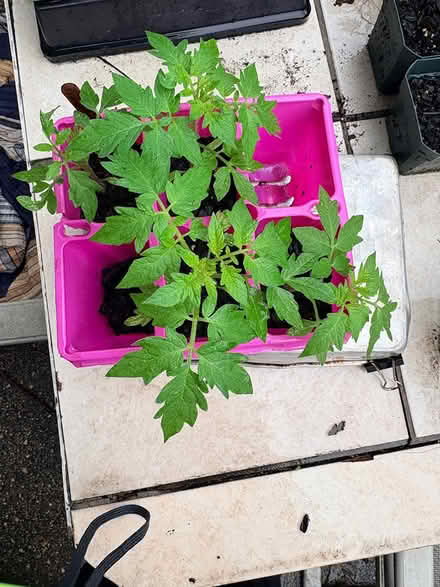 Photo of free Multiple Seedlings (Hyattsville, MD) #1