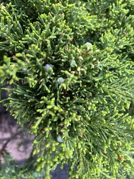 Photo of free Mature, Juniper Bush (Canandaigua) #3